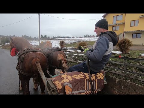 Caii lui Mircea de la Marisel, Cluj - 2022 Nou!!!