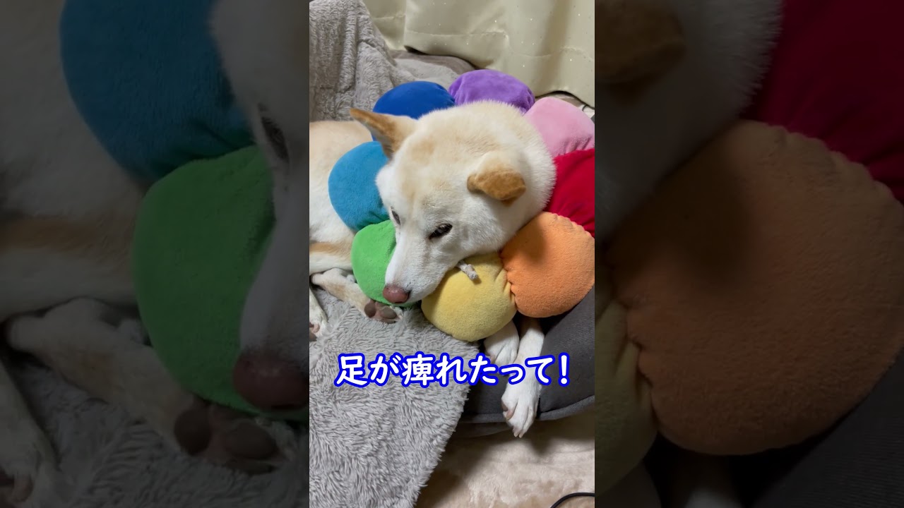 甘えたい気持ち全開！柴犬のひたむきなおねだり😁#shorts
