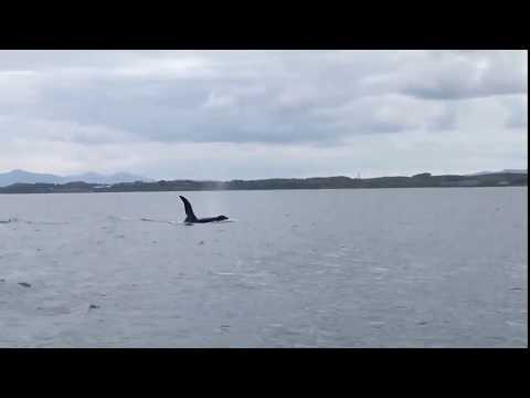 Killer whale "John Coe" in Strangford Lough, Co. Down