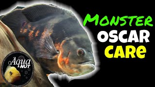 Oscar Cichlid Care 🐟 How to Keep, Care for Monster Oscar Fish