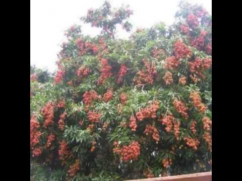 Fruits  ........ Amazing  Fruits