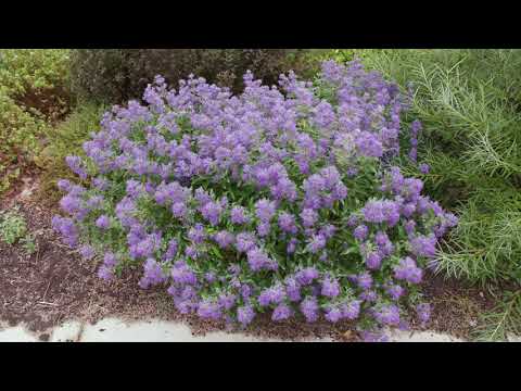 Caryopteris x clandonensis - Bluebeard, Blue-Mist Shrub - YouTube