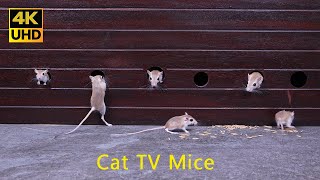 Cat TV in 4K: Mice Pop Out, Run, and Vanish – Keeps Cats Guessing and Entertained