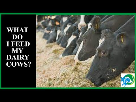 Understanding Dairy cow management: Feeding