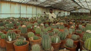 Cactus Garden, Panchkula