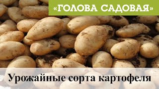 Картофель Хозяюшка описание характеристики посадка и выращивание отзывы