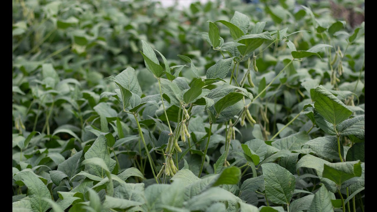 Ingrediente ativo inédito Revysol® traz inovação para manejo com fungicidas