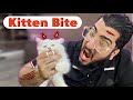 How To STOP Kittens From Biting You My Kitten Start Biting Cat S Bite Is Harmful