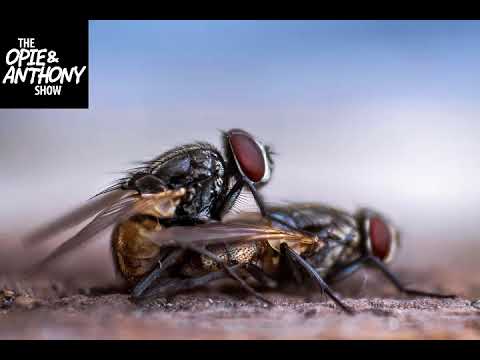 Opie and Anthony: The Pests overwhelm Scott Ferrall