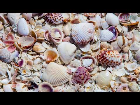 download lagu mp3 mp4 Best Beach Cities In Florida, download lagu Best Beach Cities In Florida gratis, unduh video klip Best Beach Cities In Florida