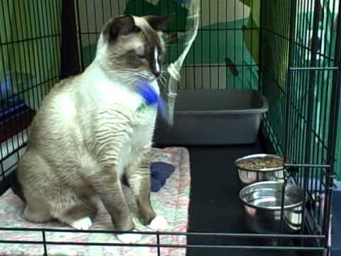 Ling Ling needs a home