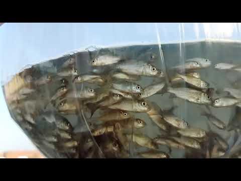 Amur common carp fish seed for household