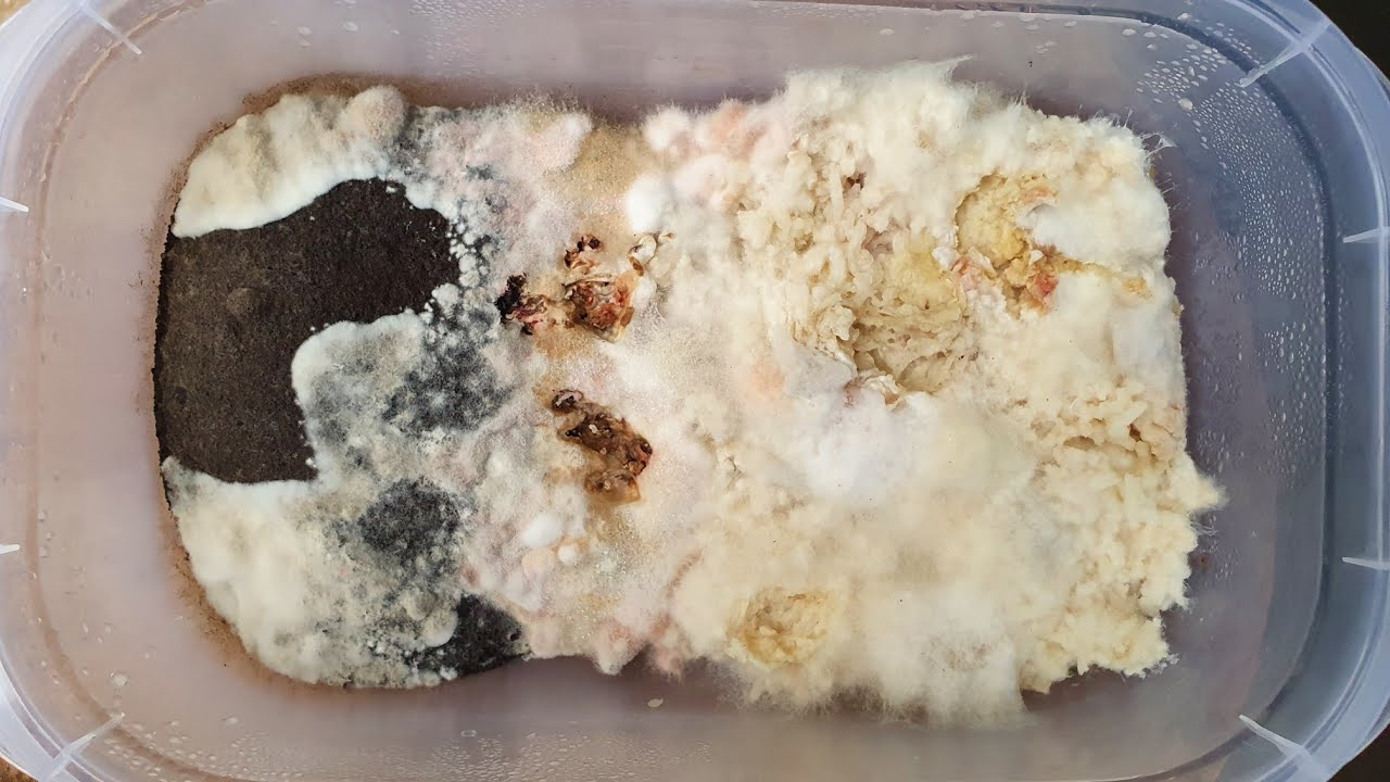 Coleta de Microorganismos através do bokashi