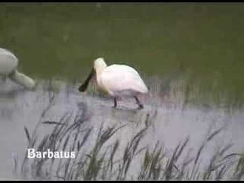 Espatula común - Platalea leucorodia
