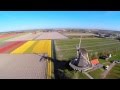 Tulip Flower Fields Of The Netherlands DutchGrown
