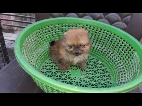 Happy ludhiana poms9814937827(1)