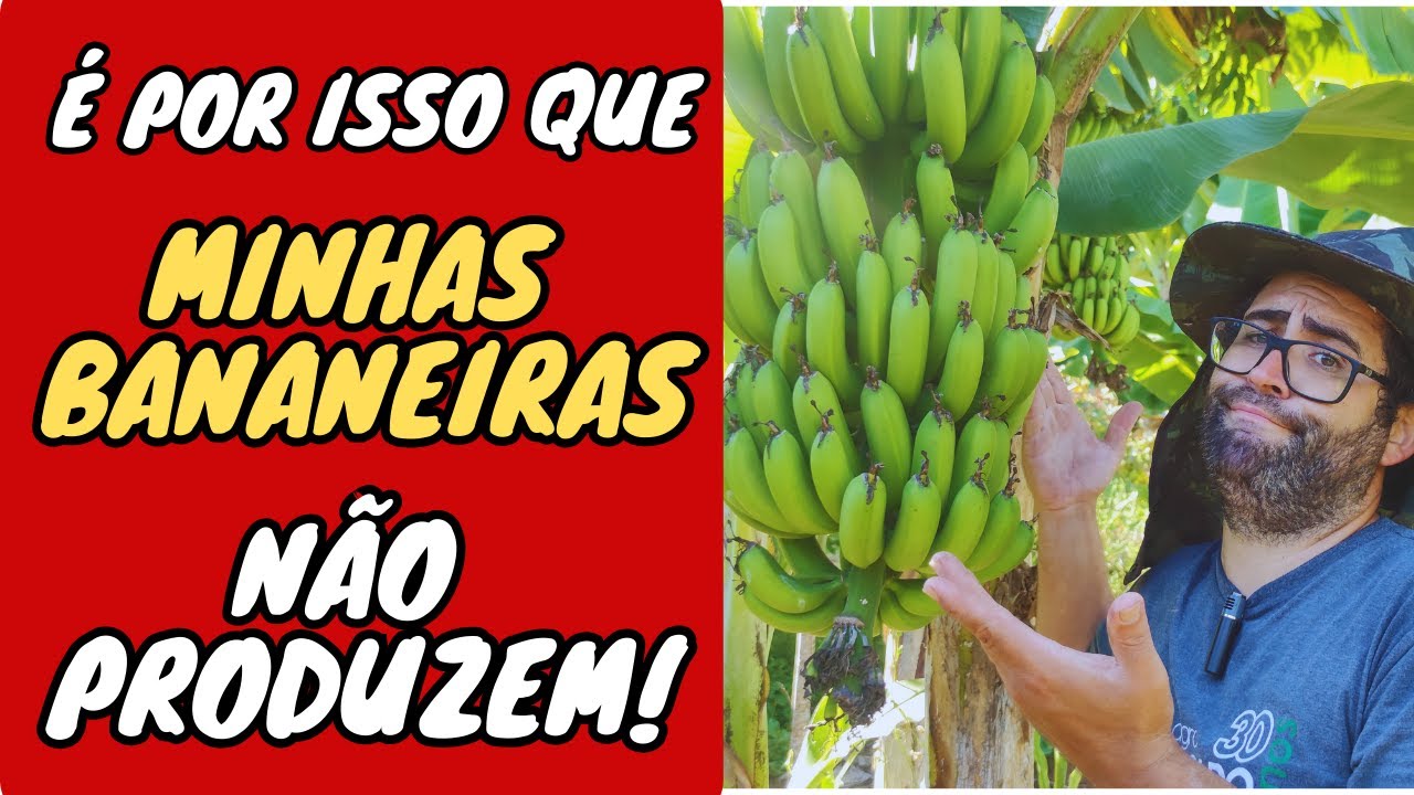 🔴MINHA BANANEIRA NÃO PRODUZ? SAIBA PORQUE!!!