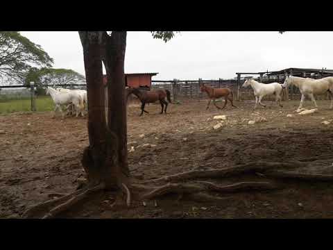 Tropa de elite! Cavalos de serviço