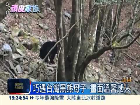 玉山國家公園 喜見台灣黑熊母子