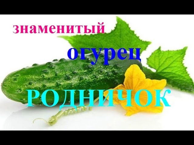 Посадите этот огурец. Вы удивитесь.