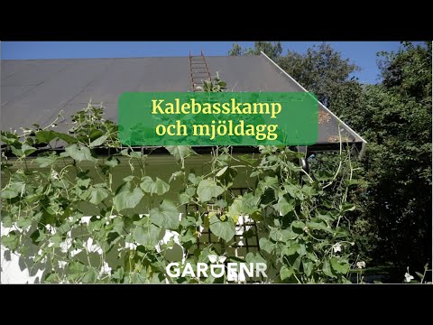 Gourd and powdery mildew - Gardenhacks by GardenR
