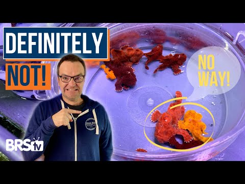 Choose Saltwater Fish Wisely! 9 Beginner Fish Characteristics! Ep: 30