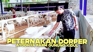 Download lagu HAJI SUN | Peternakan Domba Dorper di Ayodhya Farm, Dombanya super besar dan harga istimewa mp3