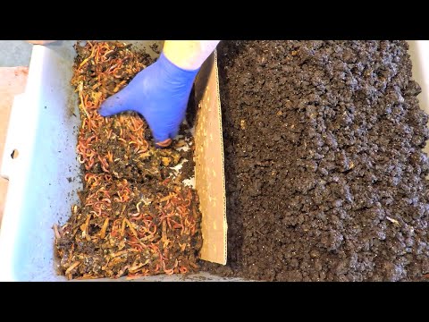 Horizontal migration of African nightcrawler worms after 10 days - vermicompost