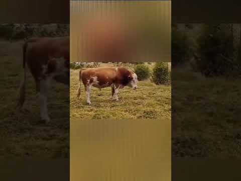 Finca ganadera  el prado