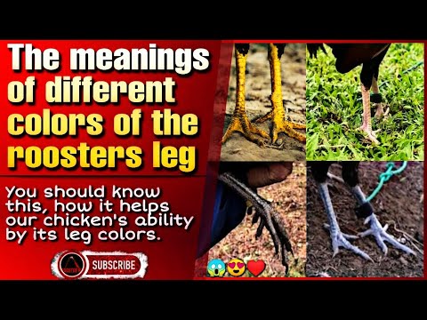 The meanings of different colors of the chicken's leg.