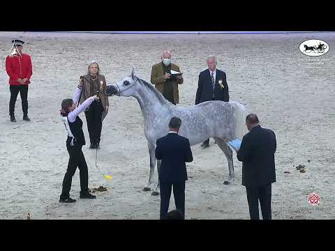 N 52 SHIRIN JJ   World Arabian Horse Championship 2021   PARIS   Senior Mares Class 3A