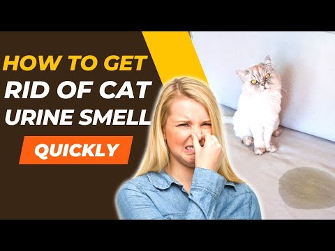 How To Get Rid Of Cat Urine Smell Quickly - Easy Home Remedies