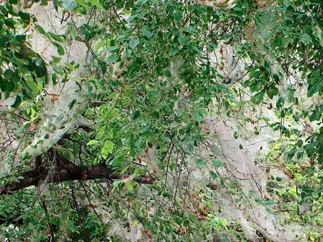 Горностаевая моль продолжает губить ангарские яблони и акации