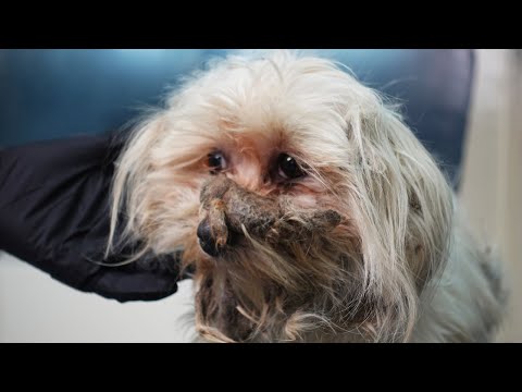 ¡Este perro estaba lleno de espinas puntiagudas!