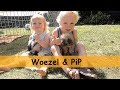 TWEE PUPPY'S OPHALEN!!! ( Woezel & Pip) | Bellinga Family Vlog #675