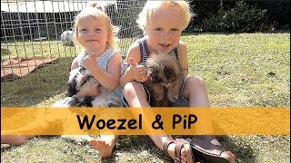 TWEE PUPPY'S !!! | Bellinga Family Vlog #675