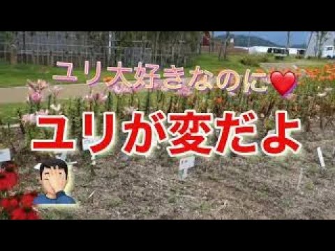ブルーキャンドルヤシユリ 植物