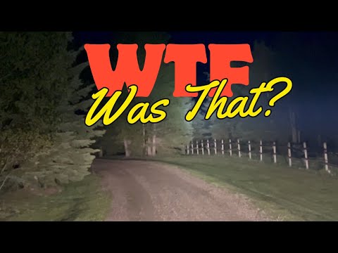 Trucker's Dash Camera Records Image Of Sasquatch