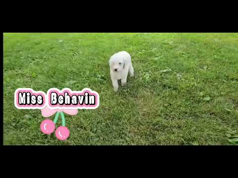 Thumbnail for Miss Behavin's video