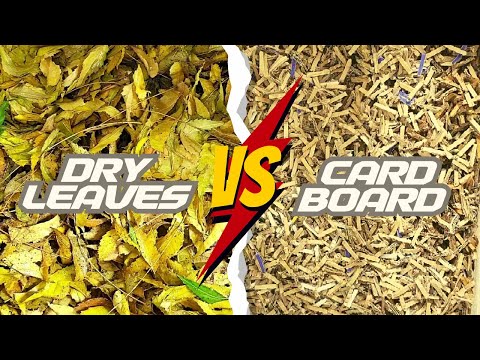 Worm Bin Carbon Experiment Part 1- Leaves VS Cardboard - African Night Crawlers