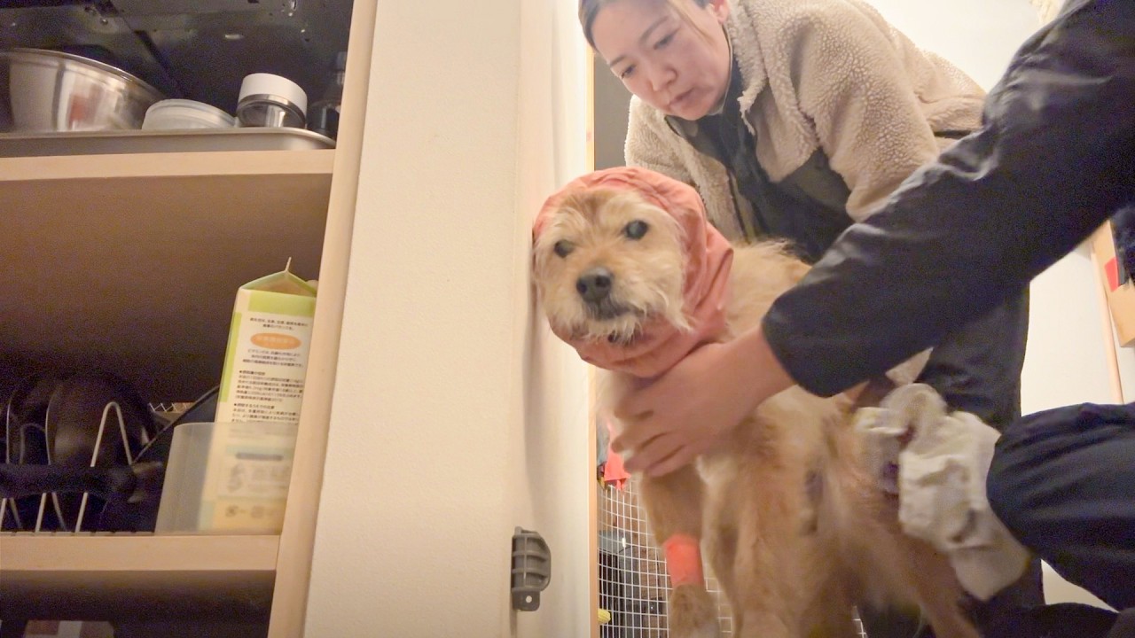 ポテの甲状腺の腫瘍を取る手術をした日のこと