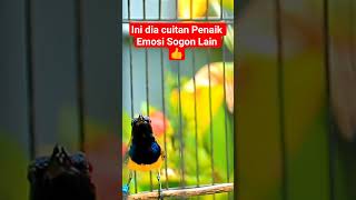 Download lagu trnyata ini, cuitan Sogon Gacor Penaik Emosi lawan #sogon #sogongacorngobra #sogongacor #sogonnembak mp3