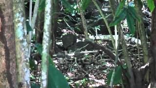 preview picture of video 'Coatí en el Parque Nacional Corcovado, Costa Rica'