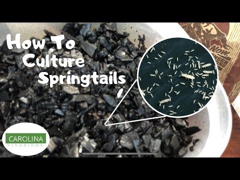 How to Culture Your Own Springtails