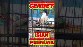 Download lagu CENDET GACOR ISIAN PRENJAK || SPEK KICAU & ANGGUNGAN mp3