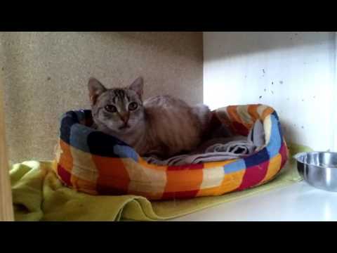 Los gatos y la siesta (cat's sleeptime)