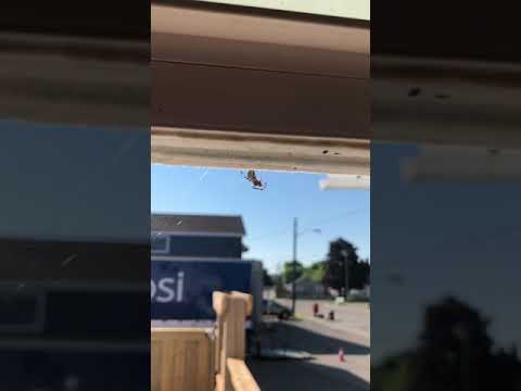 spider at the window