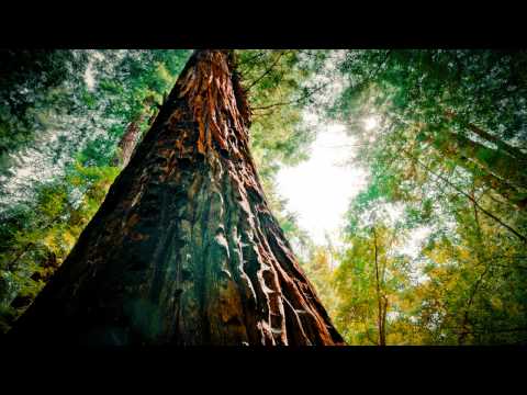 Kalpataru Tree - Art Official Nature ᴴᴰ