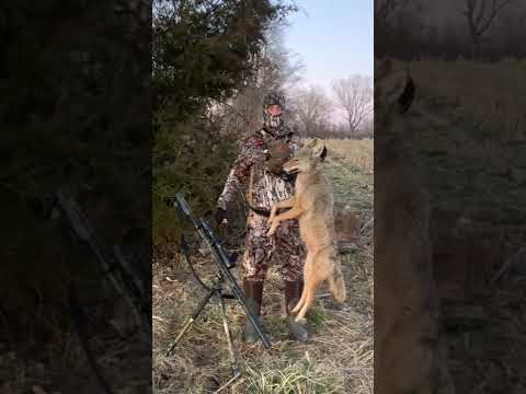 Spooked a sleeping coyote! #treezyn #predatorhunting #hunting #shooting #coyote #noscent #godisgood