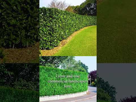 プライバシーヘッジを早く育てる方法! #ショートパンツ #ガーデニング #gardentips #生垣